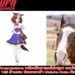 แฟน Umamusume พลังศรัทธาแรงไม่หยุด! รวมใจบริจาคทะลุ 125 ล้านเยน ซ่อมคอกม้า Meisho Doto ตัวจริง